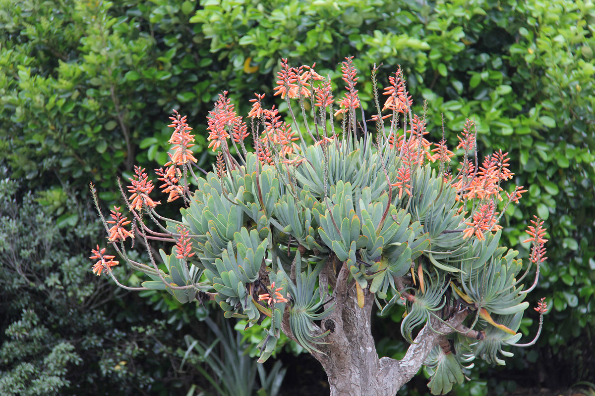 Aloe plicatilis (2)